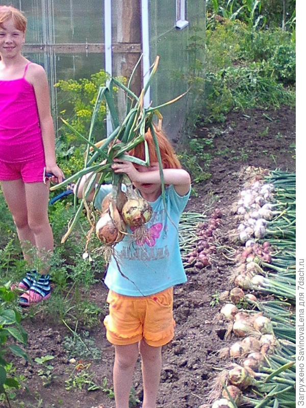 вместе убирали лук,а младшая не выдержала и попросила её сфотографировать,пришлось мужу доставать телефон и устраивать фотосессию на грядке)))))