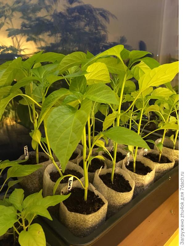 А это у меня перцы от фирмы Партнёр. Им тоже 1 месяц. Монстры)