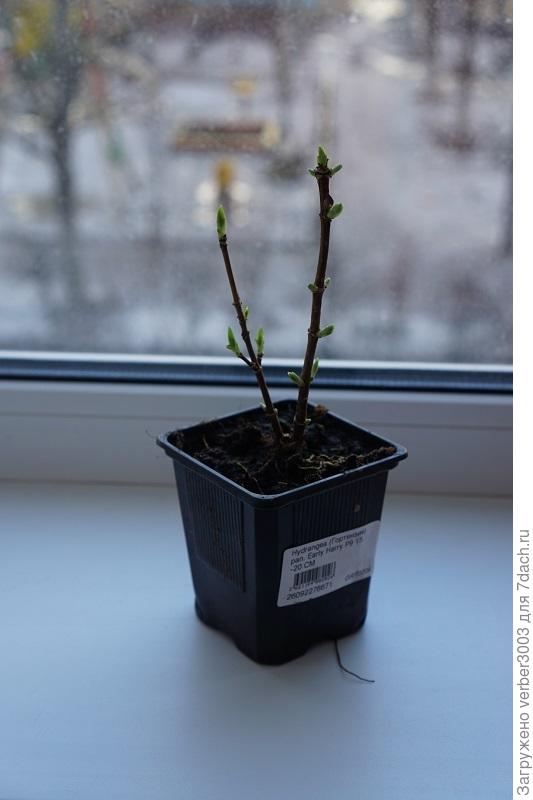 Это мой первенец Гарри!