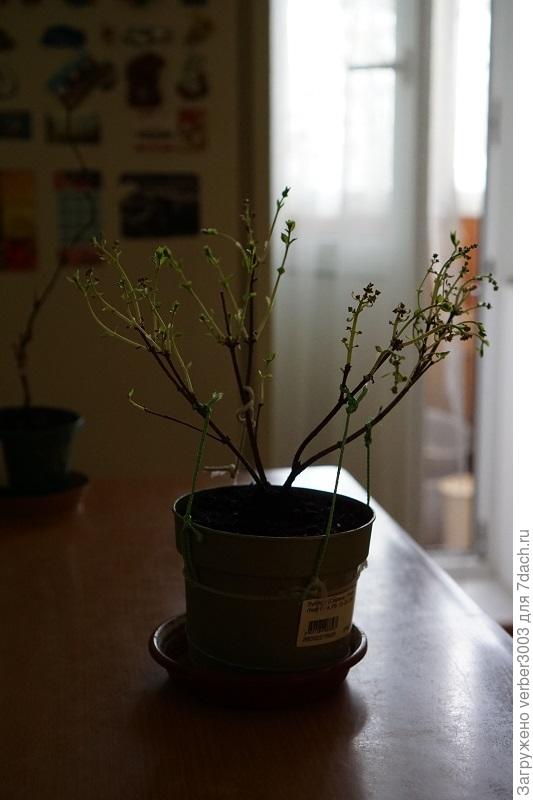 Сирень. На балконе северном +15, листики выпускаем. Еще может и цвести надумаем).