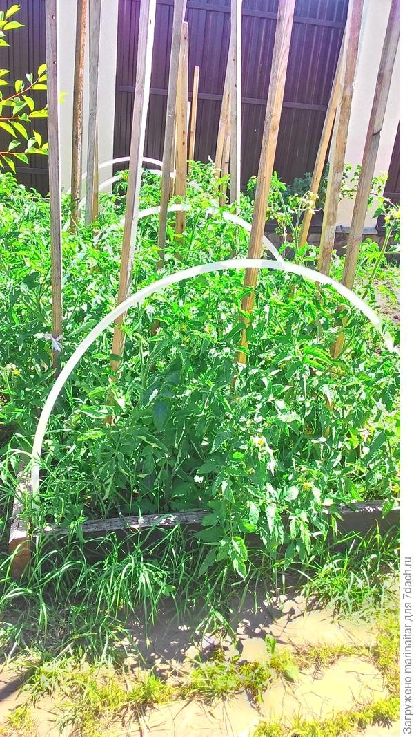 помидоры буйствуют