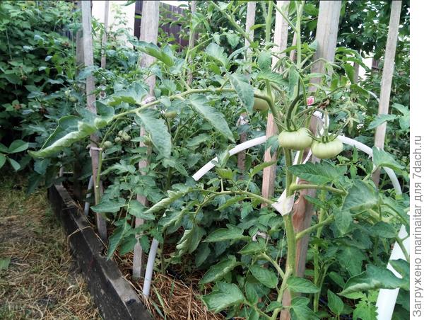 Розовый гигант в полутени