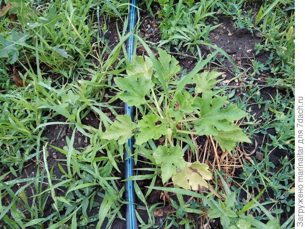 карликовый кабачок на целине