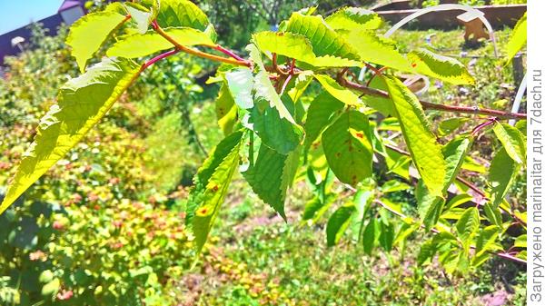 1 июля 2017 год