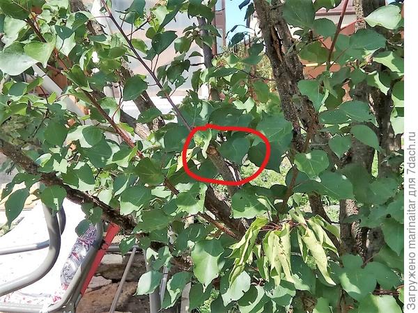 обрезанная ветка с мощными приростами и полуживой веткой