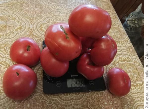 3+2+1 - шесть помидоров на весах