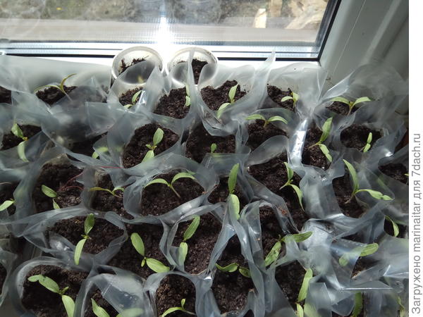 томаты на старте