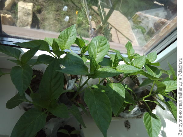 перцы раньше посажены