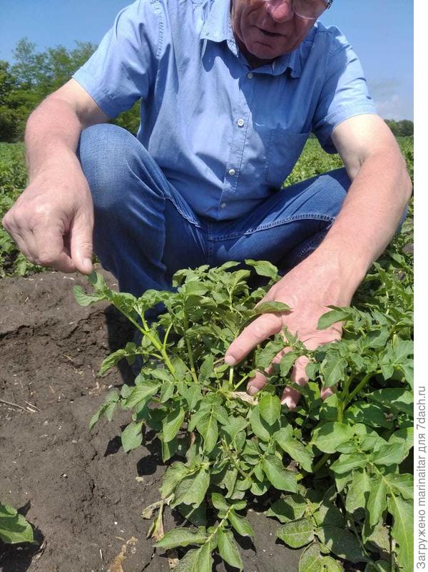 пасынки уже по 15-20 см