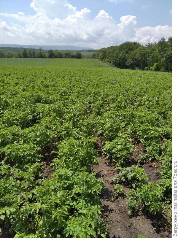 23.06 поле уже такое