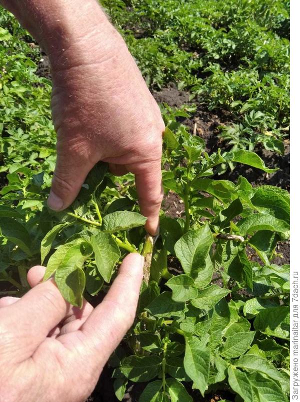 размер листа у пасынков