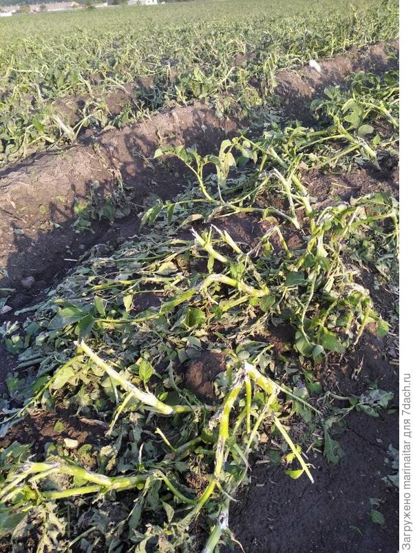 12.06 после града