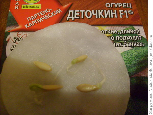 Проклюнулись все 4 семечки. Результат 100%