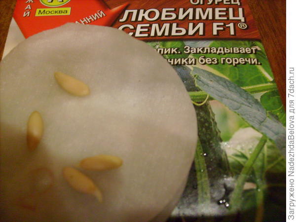 Огурец Любимец семьи