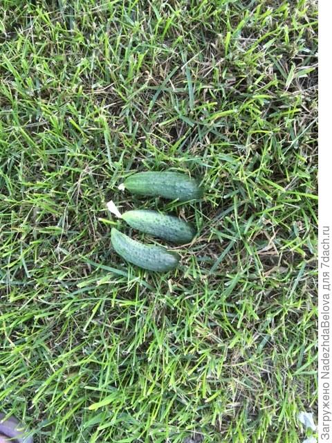 Первый урожай. огурец "Деточкин"