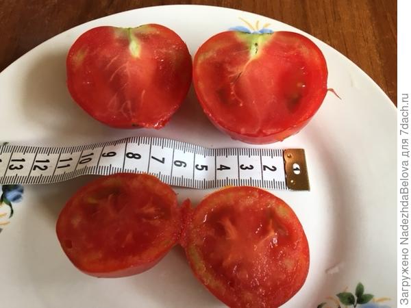 Полным полно томат описание сорта отзывы. Помидоры полным полно. Сорт томатов полным полно. Томат полным полно фото. Фотография томаты полным полно.