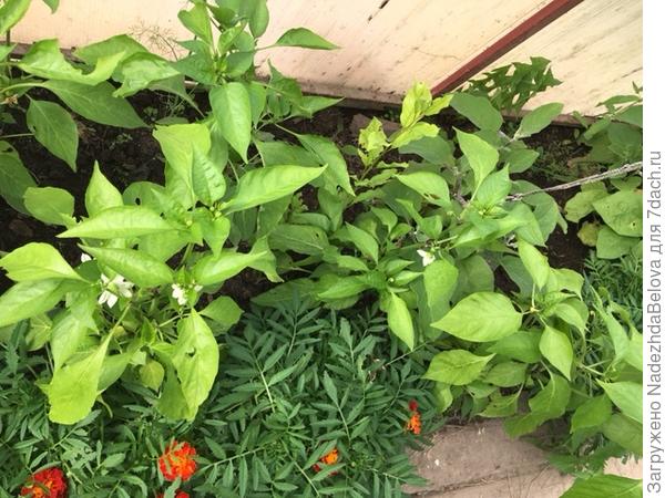 Кустики Василька