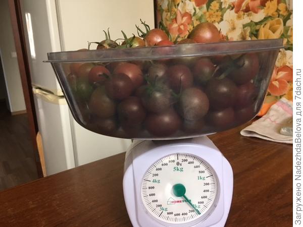 Диковинка на весах