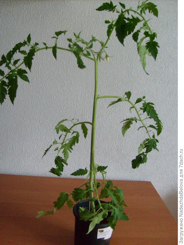 Посмотрите, какой красивый кустик. Сидит в тесноте на подоконнике, погода холодная, а но гордый, цветет.