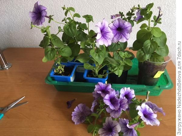 прищипываю так, чтобы образовался компактный кустик