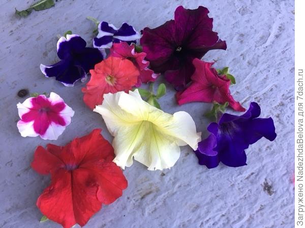 цветки всех тестируемых растений для сравнения