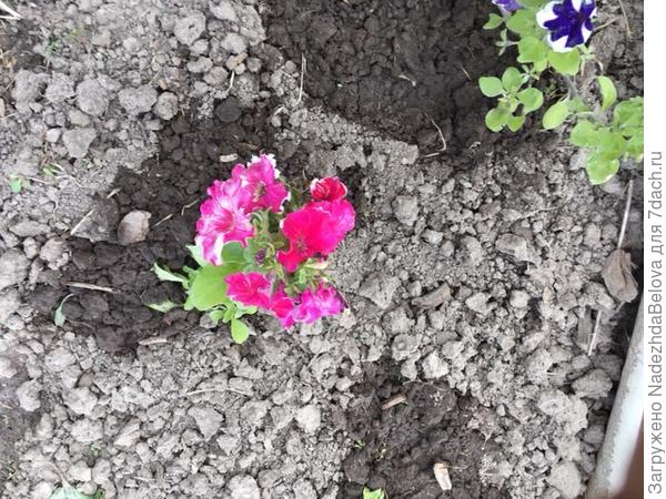 15 мая. Высадка на клумбу