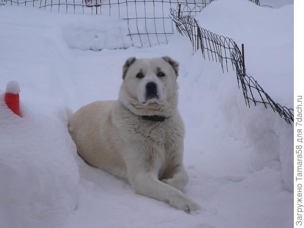 Здесь два годика.