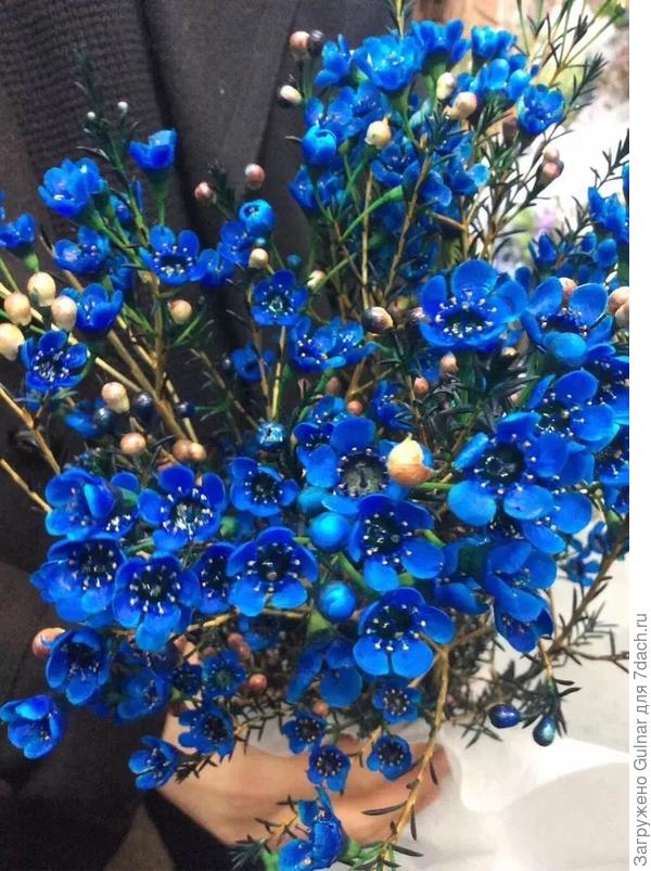 Цветы Голубого Цвета Фото