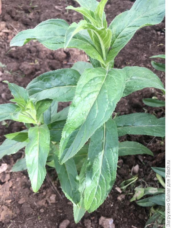 Вот это растения растёт рядом с розой и турецкой гвоздики около 5шт.