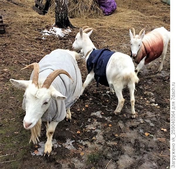 Показ мод. Белка, Ромашка и Кроха.