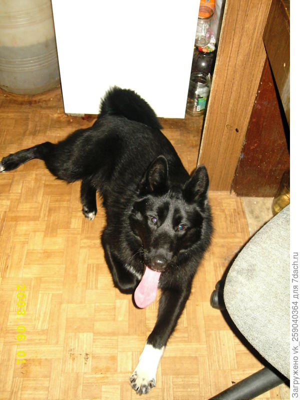 Дема, бабушка погуляла с колли.