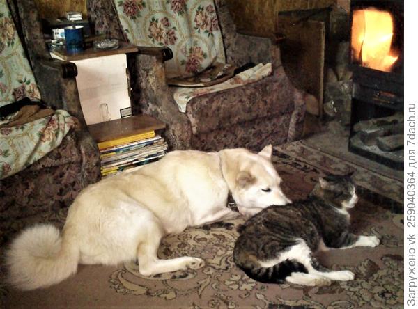 Псица-Чумица (Умка) очень любит кота и греться у печки в морозы.