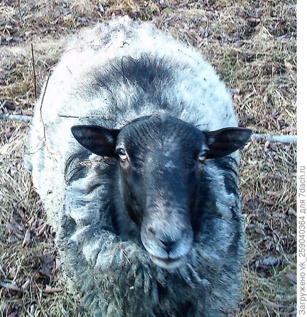 Где сухарик?