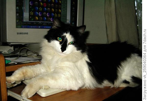 Играй со мной! Я тоже Шарик!