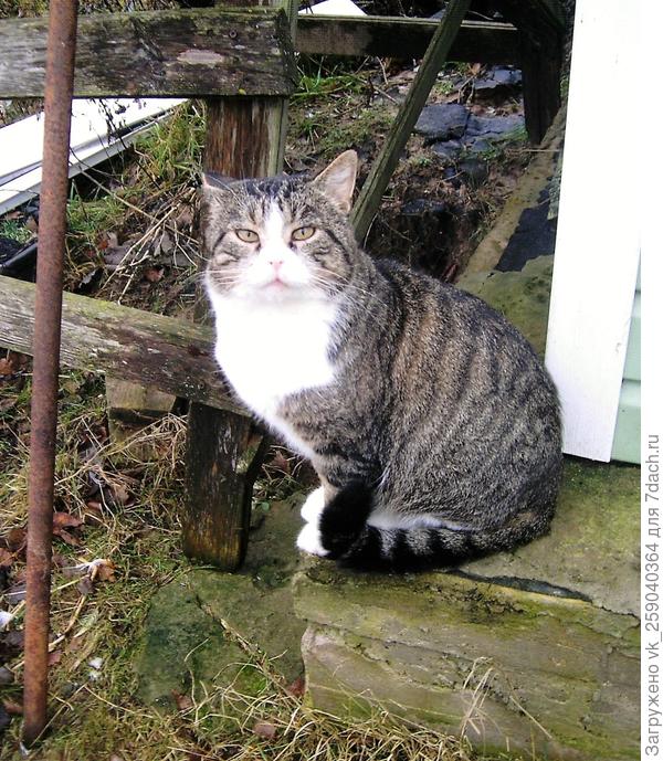 Что тебе нужно, человек?