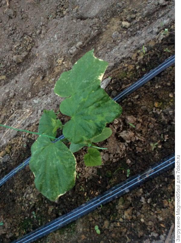 Растение огурца