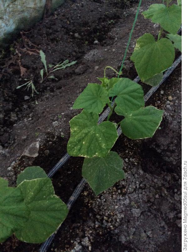 Растение огурца