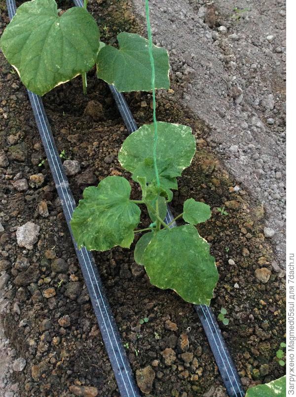 Растение огурца