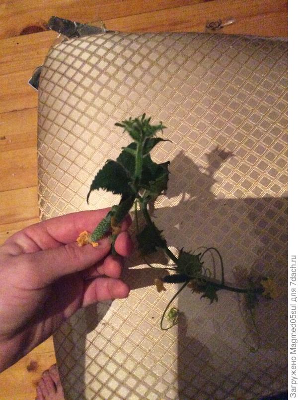 Растений огурца