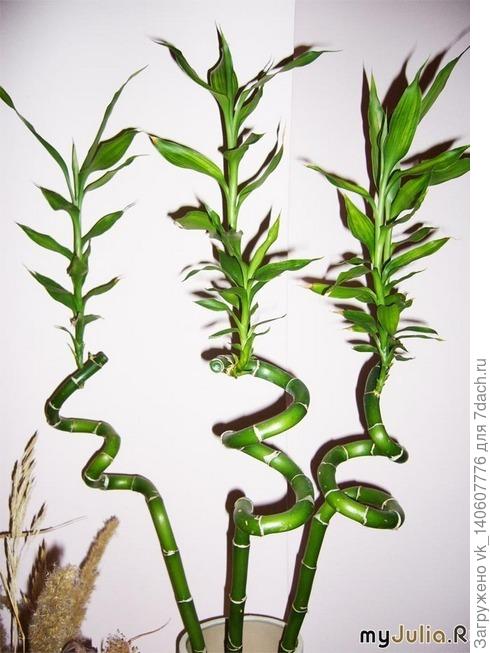 Подскажите пожалуйста,что это за растение!