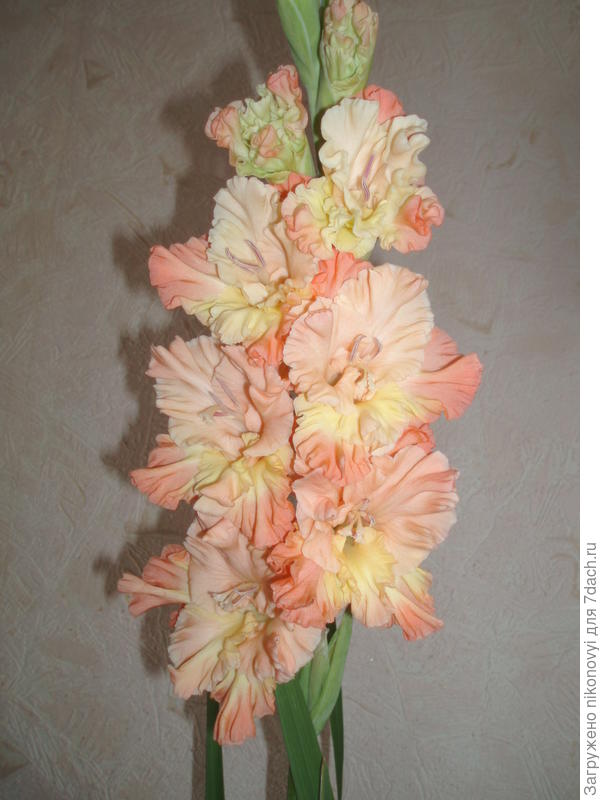 Мои любимчики!