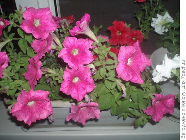 Цветы на подоконнике дома.