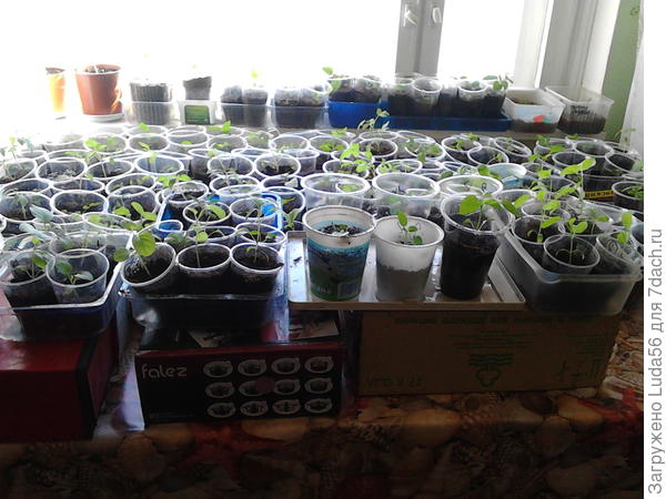 Вот так моя рассада растет в квартире