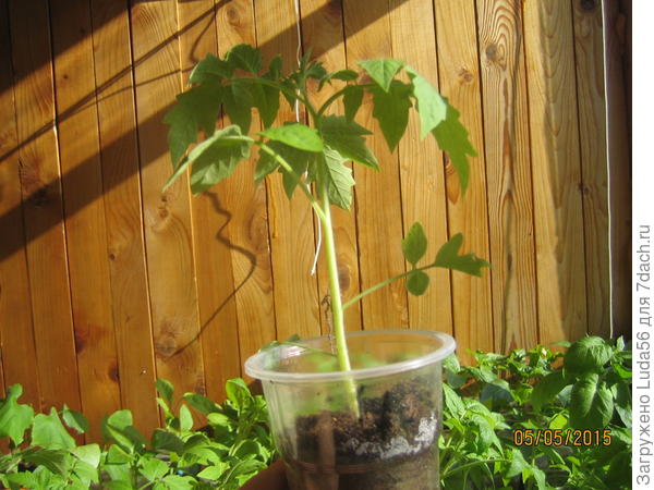 А это Спрут