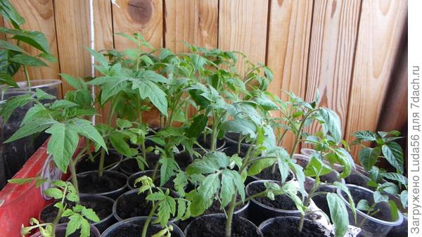 А это уже на лоджии, у меня юг