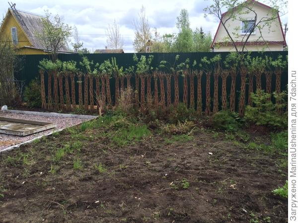 Это южная сторона через месяц после посадки, соседи уже успели забор поставить между нами.