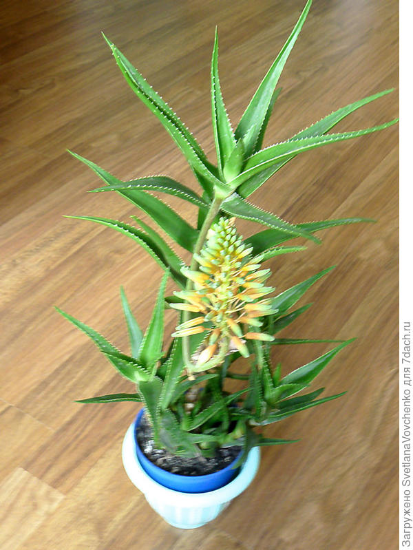 Вот такой красавец. Цветок счастья