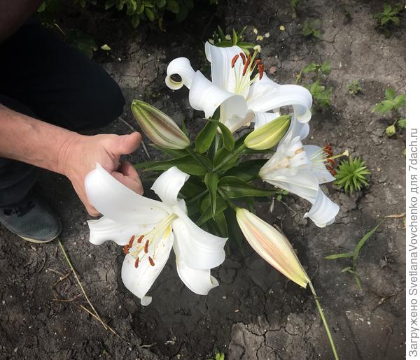 Ролик не загрузился, добавила фото