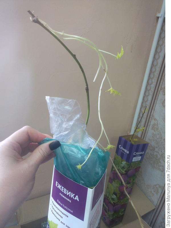 И листики у нас уже есть. Но ветки у основания надломленеы при транспортировке