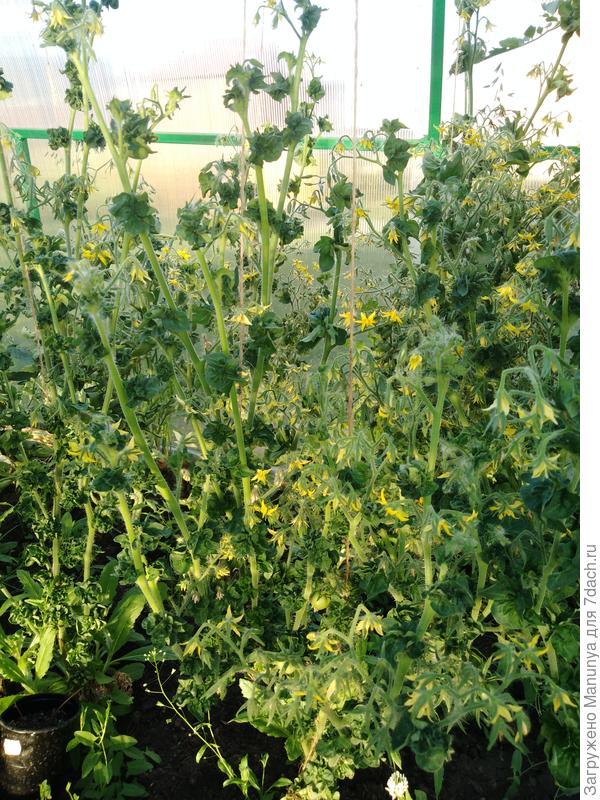 Сорт Палка. Забавный. Не все понимают что это томаты. Цветут ну ооочень обильно. В конце сезона опишу урожайность каждого.